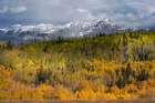 USA-Colorado-Uncompahgre National Forest San Juan Mountains and aspen forest in autumn Art Print
